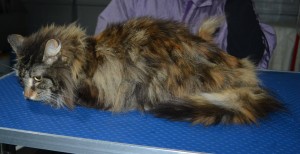 Miley is a Long Hair Domestic. She had her matted fur shaved down, nails clipped and ears cleaned.