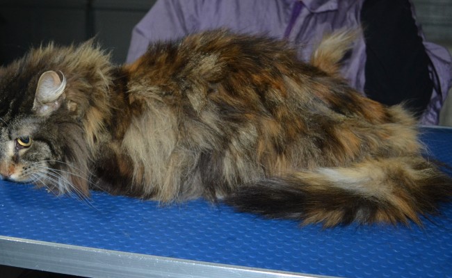 Miley is a Long Hair Domestic. She had her matted fur shaved down, nails clipped and ears cleaned.