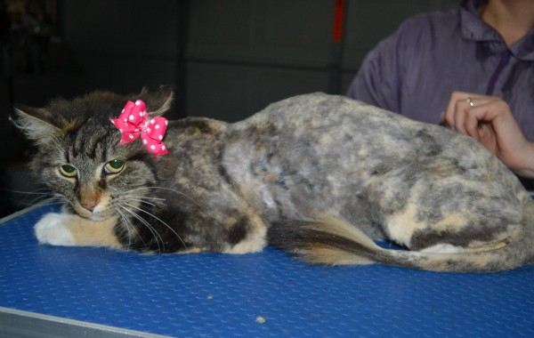 Miley is a Long Hair Domestic. She had her matted fur shaved down, nails clipped and ears cleaned.