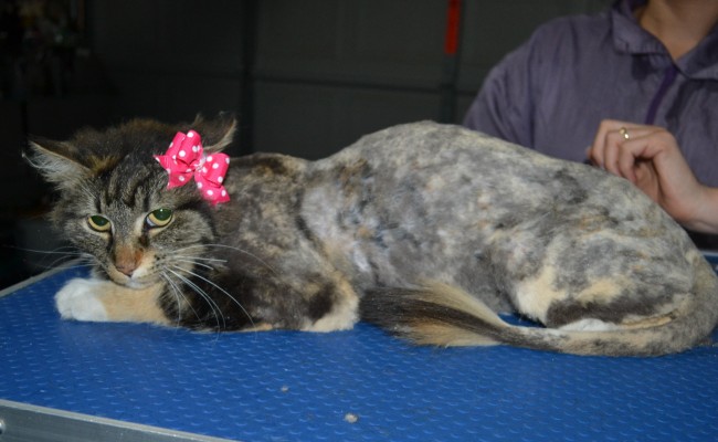 Miley is a Long Hair Domestic. She had her matted fur shaved down, nails clipped and ears cleaned.