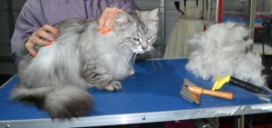 Tika is a Siberian. He had his nails clipped, fur raked and ears cleaned.