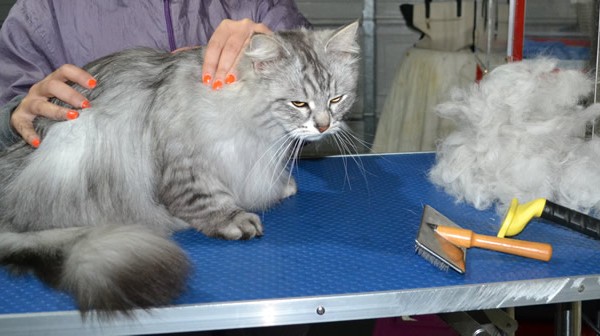 Tika is a Siberian. He had his nails clipped, fur raked and ears cleaned.