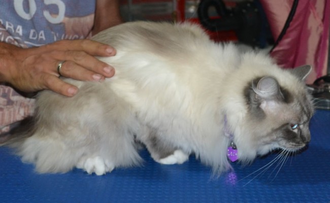 Lacey is a Ragdoll. She had her matted fur shaved down, nails clipped, ears cleaned and a wash n blow-dry .
