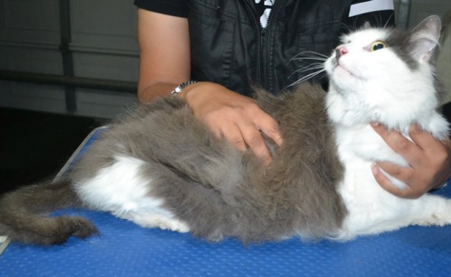 Ash is a Long Hair Domestic. He had his fur shaved down, nails clipped and ears clean.