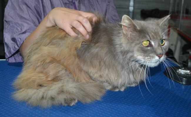 Jasper is a Long Hair Domestic. He had his matted fur shaved down, nails clipped and ears clean.