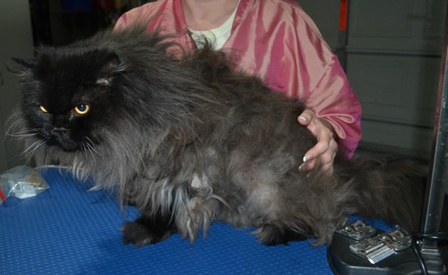 Samarai is a Persian. She had her matted fur shaved down ,nails clipped, ears cleaned.