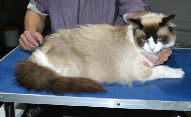 Nala is a Ragdoll. She had her fur shaved down, nails clipped ears cleaned and a wash n blowdry.
