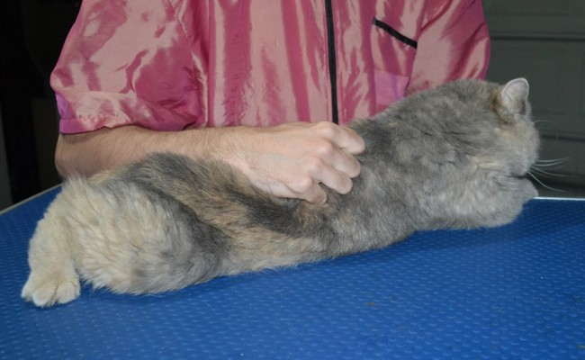 Meeko is a Short hair exotic. He had his matted fur shaved down, nails clipped, ears cleaned.