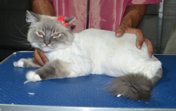 Lacey is a Ragdoll. She had her matted fur shaved down, nails clipped, ears cleaned and a wash n blow-dry .