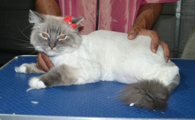 Lacey is a Ragdoll. She had her matted fur shaved down, nails clipped, ears cleaned and a wash n blow-dry .