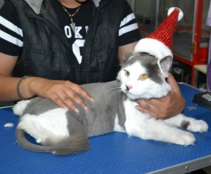 Ash is a Long Hair Domestic. He had his fur shaved down, nails clipped and ears clean.
