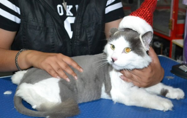 Ash is a Long Hair Domestic. He had his fur shaved down, nails clipped and ears clean.