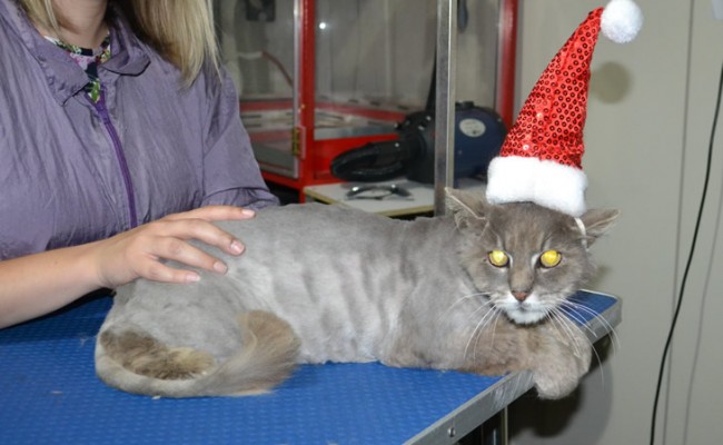 Jasper is a Long Hair Domestic. He had his matted fur shaved down, nails clipped and ears clean.