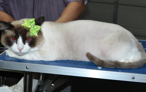 Nala is a Ragdoll. She had her fur shaved down, nails clipped ears cleaned and a wash n blowdry.