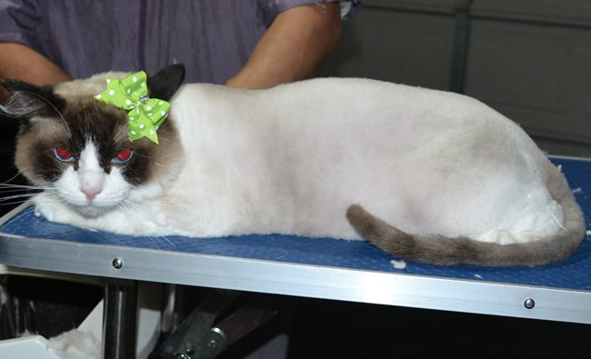 Nala is a Ragdoll. She had her fur shaved down, nails clipped ears cleaned and a wash n blowdry.