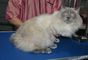 Harley is a Ragdoll. He had his matted fur shaved down, nails clipped, ears cleaned.