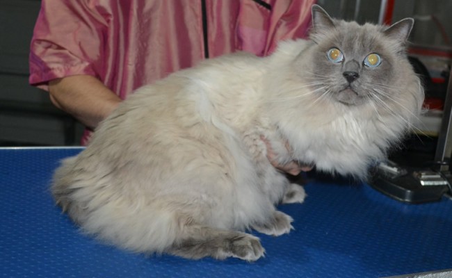 Harley is a Ragdoll. He had his matted fur shaved down, nails clipped, ears cleaned.