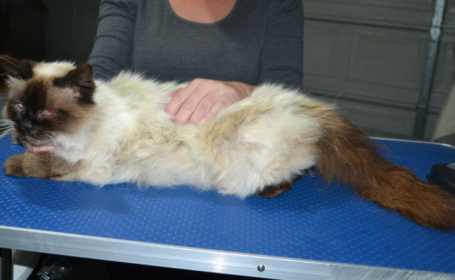 Princess is a Ragdoll X Persian. She had her matted fur shaved down, nails clipped and ears clean and a wash n blow dry.