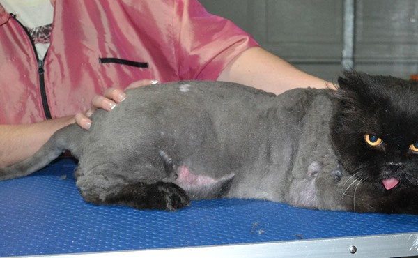 Samarai is a Persian. He had his matted fur shaved down ,nails clipped, ears cleaned.