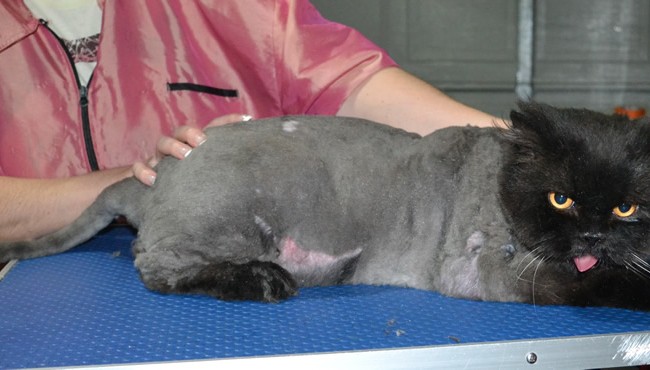 Samarai is a Persian. She had her matted fur shaved down ,nails clipped, ears cleaned.