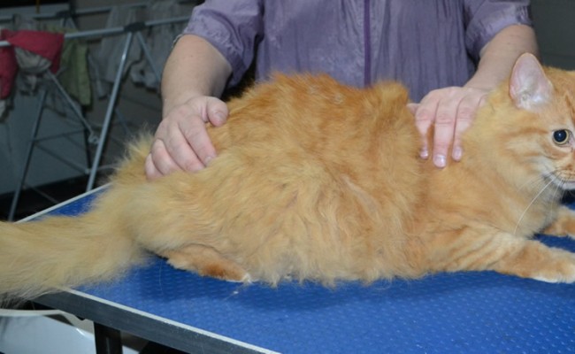 Squirrel is a Long Hair Domestic. He had his fur shaved down, nails clipped ears cleaned.