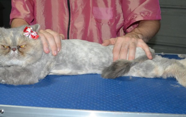 Meeko is a Short hair exotic. He had his matted fur shaved down, nails clipped, ears cleaned.