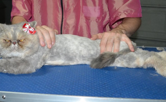 Meeko is a Short hair exotic. He had his matted fur shaved down, nails clipped, ears cleaned.
