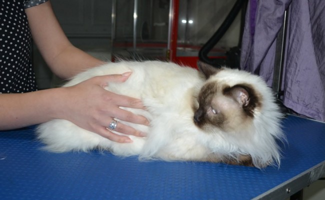 Dollars is a Ragdoll. She had her fur shaved down, nails clipped, ears cleaned and a full set of softpaw nails caps.