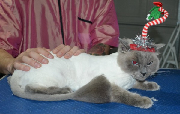 Harley is a Ragdoll. He had his matted fur shaved down, nails clipped, ears cleaned.