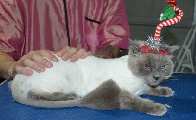 Harley is a Ragdoll. He had his matted fur shaved down, nails clipped, ears cleaned.