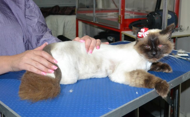 Princess is a Ragdoll X Persian. She had her matted fur shaved down, nails clipped and ears clean and a wash n blow dry.
