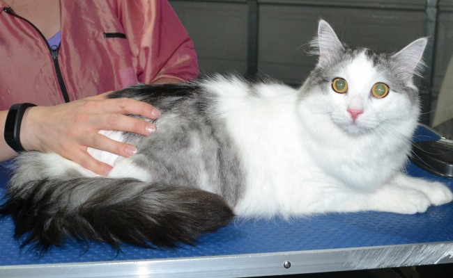 Jesse is a Norweign Forest Cat. He had his fur shaved down short, nails clipped, ears cleaned and a wash n blow dry.