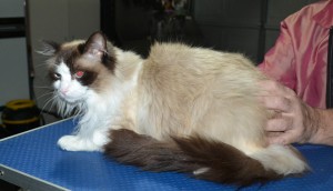 Zeus is a Ragdoll. He had his fur shaved down ,nails clipped, ears cleaned.
