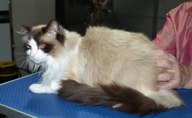 Zeus is a Ragdoll. He had his fur shaved down ,nails clipped, ears cleaned.