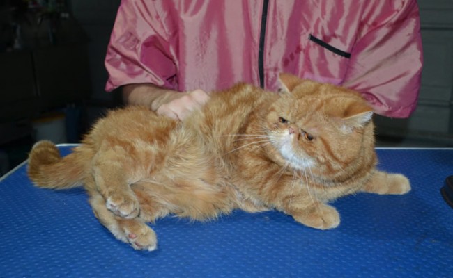 Charlie is a Short hair exotic. He had his matted fur shaved down, nails clipped, ears cleaned.