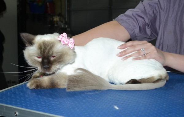 Dollars is a Ragdoll. She had her fur shaved down, nails clipped, ears cleaned and a full set of softpaw nails caps.