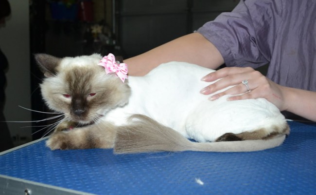 Dollars is a Ragdoll. She had her fur shaved down, nails clipped, ears cleaned and a full set of softpaw nails caps.