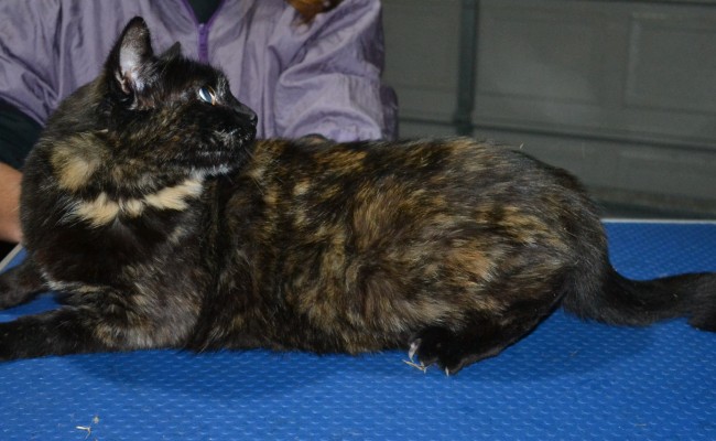 Patch is a Short Hair Domestic. She had her fur shaved down, nails clipped and ears clean.