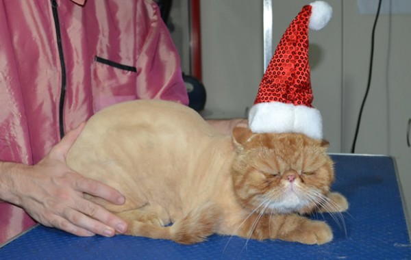Charlie is a Short hair exotic. He had his matted fur shaved down, nails clipped, ears cleaned.