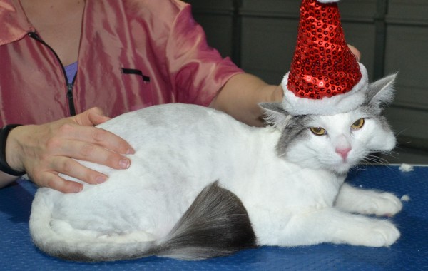 Jesse is a Norweign Forest Cat. He had his fur shaved down short, nails clipped, ears cleaned and a wash n blow dry.