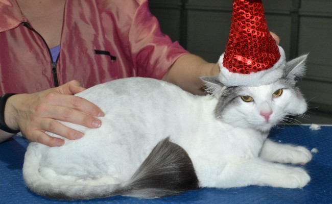 Jesse is a Norweign Forest Cat. He had his fur shaved down short, nails clipped, ears cleaned and a wash n blow dry.