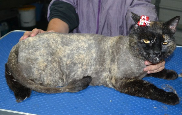 Patch is a Short Hair Domestic. She had her fur shaved down, nails clipped and ears clean.