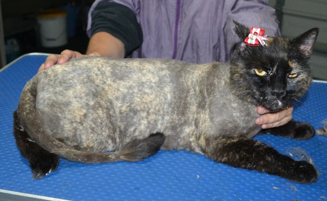 Patch is a Short Hair Domestic. She had her fur shaved down, nails clipped and ears clean.