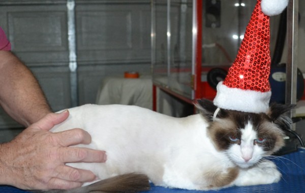Zeus is a Ragdoll. He had his fur shaved down ,nails clipped, ears cleaned.