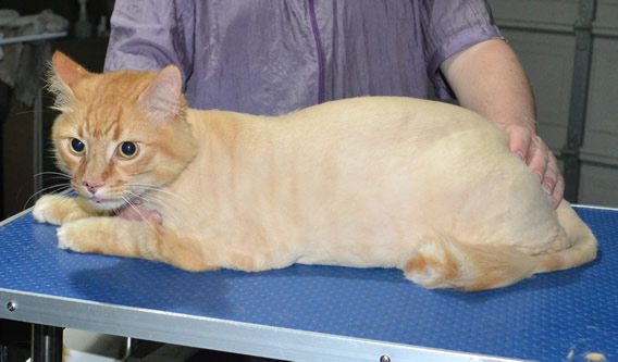 Squirrel is a Long Hair Domestic. He had his fur shaved down, nails clipped ears cleaned.