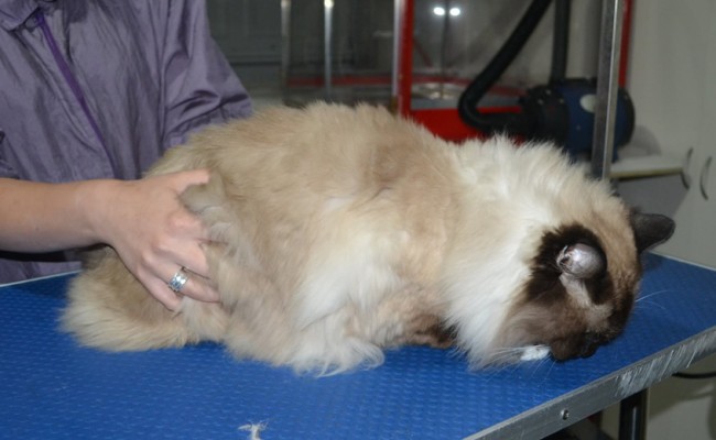 Bear is a Ragdoll. He had his fur shaved down, nails clipped, ears cleaned and a full set of softpaw nails caps.