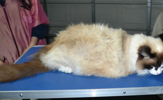 Lucy is a Ragdoll. She had her fur shaved down ,nails clipped, ears cleaned and a wash n blow dry.