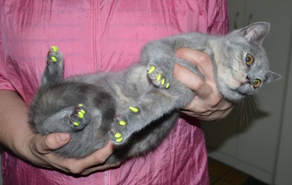 Velvet is a 14 week old British Short Hair. She had her nails clipped and a full set of Softpaw nail caps.