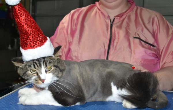 Max is a Medium Hair Domestic. He had his fur shaved down, nails clipped, ears cleaned and a wash n blow-dry .