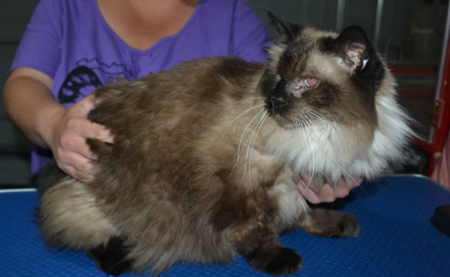Manky is a Ragdoll. He had his fur shaved down short, nails clipped and ears cleaned.